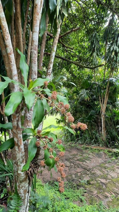 Sitio Alto Da Montanha - Voce Em Paz Com A Natureza Villa Pacoti Bagian luar foto